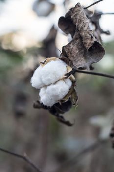 Ripe cotton grows on the branch