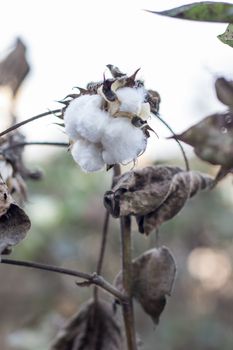 Ripe cotton grows on the branch