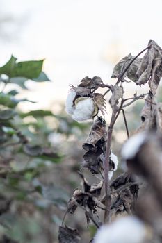 Ripe cotton grows on the branch