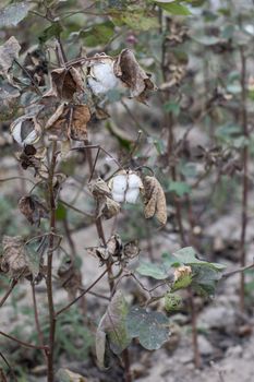 Ripe cotton grows on the branch