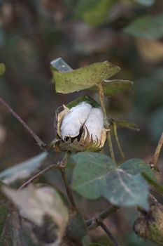 Ripe cotton grows on the branch