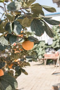 agriculture, apple, apples, autumn, branch, food, fresh, fruit, fruits, garden, green, harvest, healthy, leaf, leaves, natural, nature, orchard, organic, peach, plant, red, ripe, summer, tree