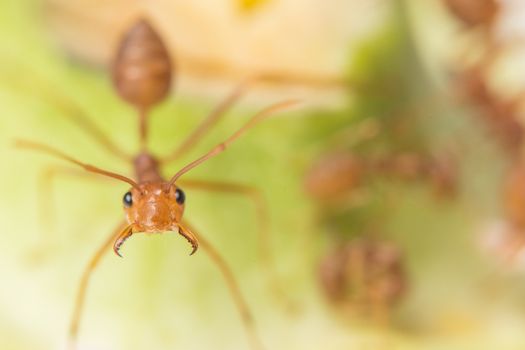 Macro red ants on the plant