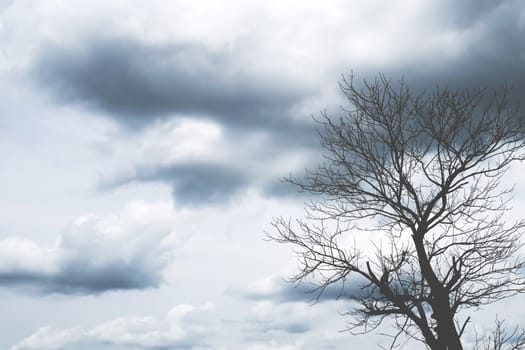 Copy space tree branch with summer blue sky abstract minimal color tone concept background.