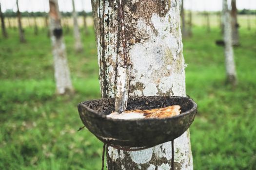 Rubber in natural bowl from rubber tree on green nature background.