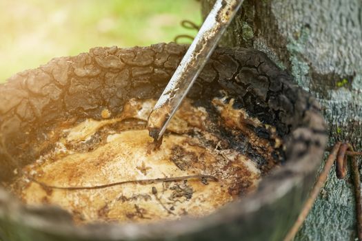 Rubber in natural bowl from rubber tree on green nature background.