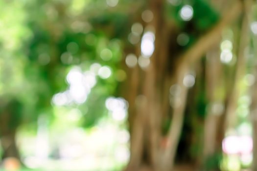 Blur nature bokeh green park by beach and tropical coconut trees in sunset time.