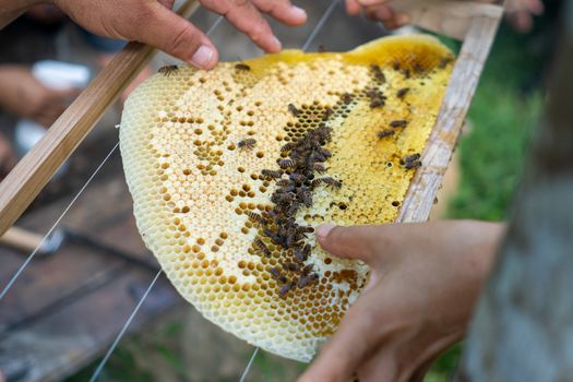 Closed up of bee colony full of honey high nutrient and vitamin transfer to beekepping handmade box.