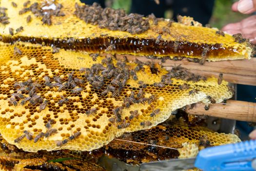 Closed up of bee colony full of honey high nutrient and vitamin transfer to beekepping handmade box.