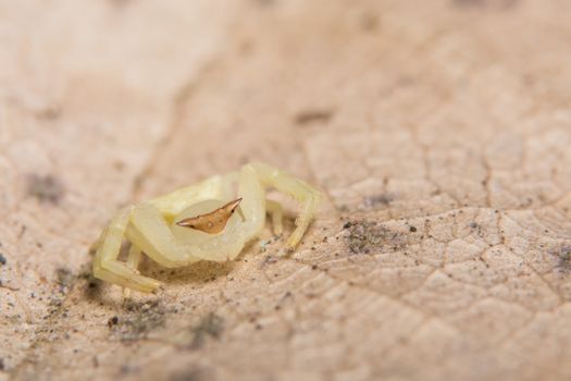 Macro Animal Spider