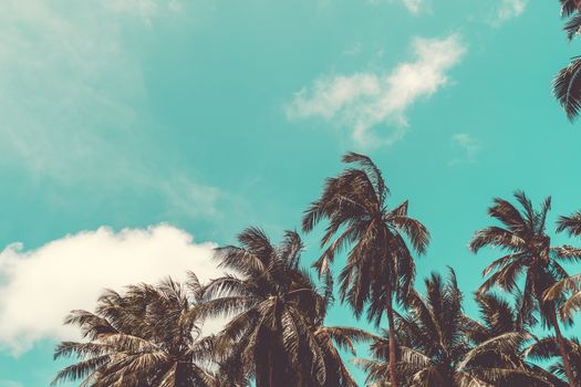 Tropical palm coconut trees on sunset sky flare and bokeh nature background.