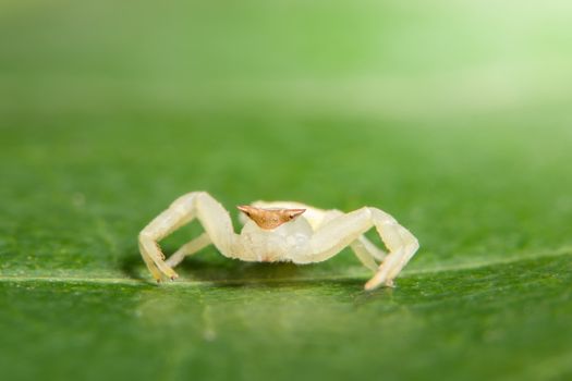 Macro Animal Spider