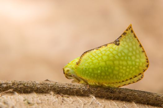 Green Butterfly Macro