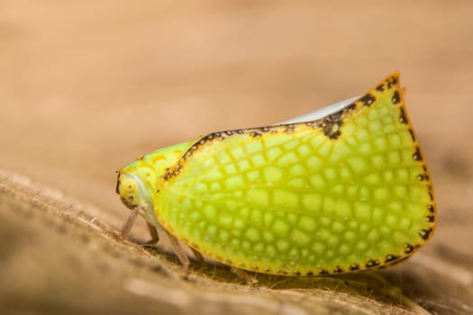 Background macro butterfly green