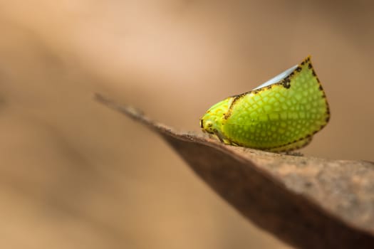Background macro butterfly green