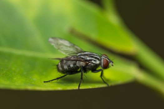 Macro flies on the leaf