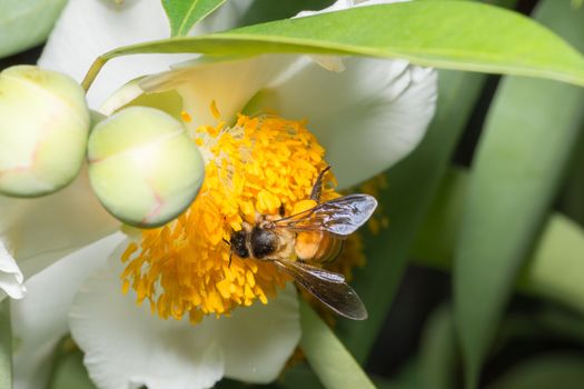 Macro bee looking for nectar on the flowers.