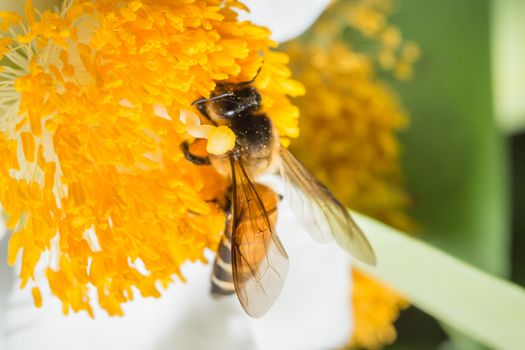 Macro bee looking for nectar on the flowers.