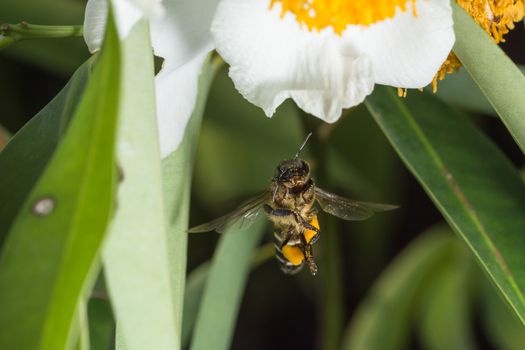 Macro bee looking for nectar on the flowers.