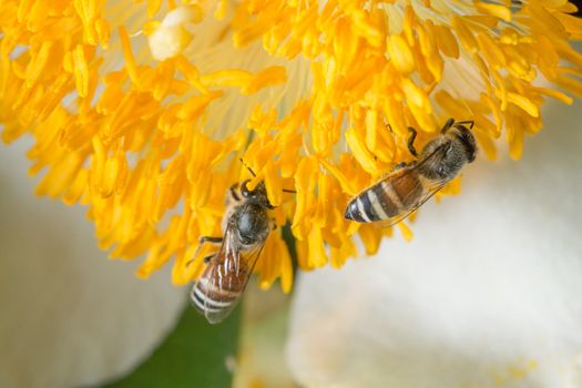Macro flower bee swarm