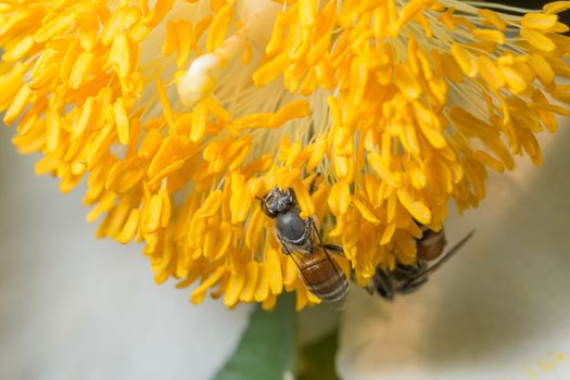 Macro flower bee swarm