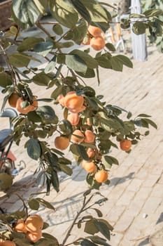 agriculture, apple, apples, autumn, branch, food, fresh, fruit, fruits, garden, green, harvest, healthy, leaf, leaves, natural, nature, orchard, organic, peach, plant, red, ripe, summer, tree