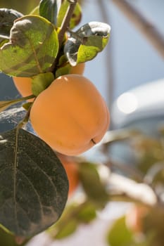 agriculture, apple, apples, autumn, branch, food, fresh, fruit, fruits, garden, green, harvest, healthy, leaf, leaves, natural, nature, orchard, organic, peach, plant, red, ripe, summer, tree