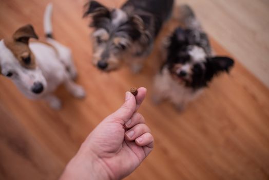 Dog pack waiting on treat in hand of owner