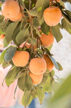 agriculture, apple, apples, autumn, branch, food, fresh, fruit, fruits, garden, green, harvest, healthy, leaf, leaves, natural, nature, orchard, organic, peach, plant, red, ripe, summer, tree