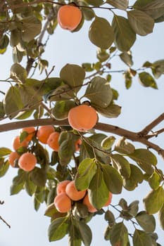 agriculture, apple, apples, autumn, branch, food, fresh, fruit, fruits, garden, green, harvest, healthy, leaf, leaves, natural, nature, orchard, organic, peach, plant, red, ripe, summer, tree