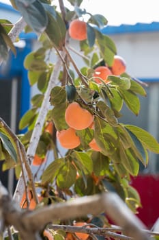 agriculture, apple, apples, autumn, branch, food, fresh, fruit, fruits, garden, green, harvest, healthy, leaf, leaves, natural, nature, orchard, organic, peach, plant, red, ripe, summer, tree