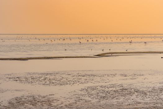 Flamingoes at sunset in the salt ponds near Walvis Bay in Namibia in Africa.