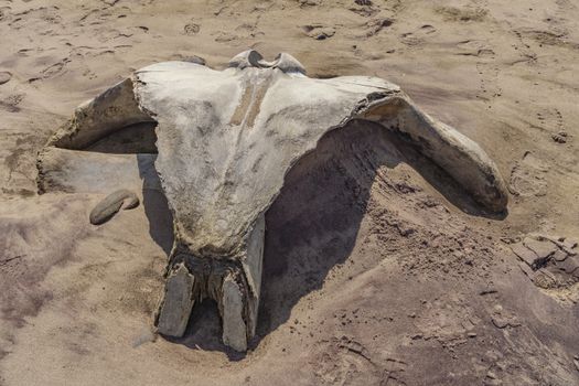 A whale skull on the beach in the Skeleton Coast in Namibia in Africa.