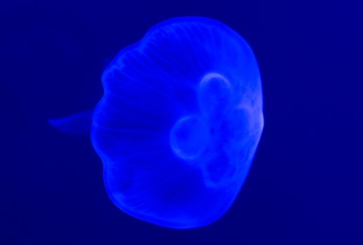 White jelly fish swimming in blue water