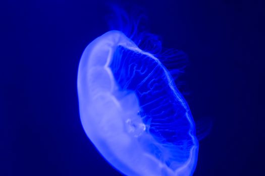 White jelly fish swimming in blue water