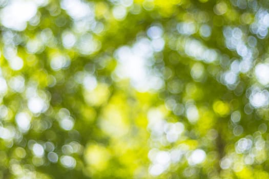 abstract blur bokeh light of tree for background