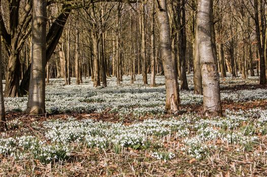 Acres of snowdrops flowering in woodland. Welford Park, near Newbury, Berkshire.