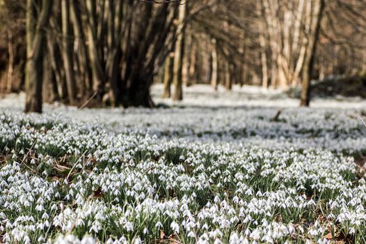 A woodland covered with flowering snowdrops. Welford Park, near Newbury, Berkshire.