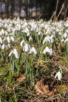 Vertical view of snowdrops flowering in a woodland clearing. Welford Park near Newbury, Berkshire.