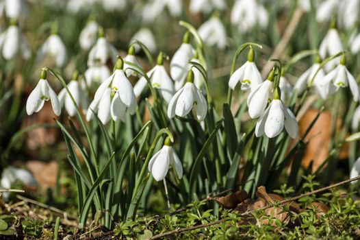 A clump of wild snowdrops, latin name galanthus, flowering in mid February. Welford Park, near Newbury, Berkshire.