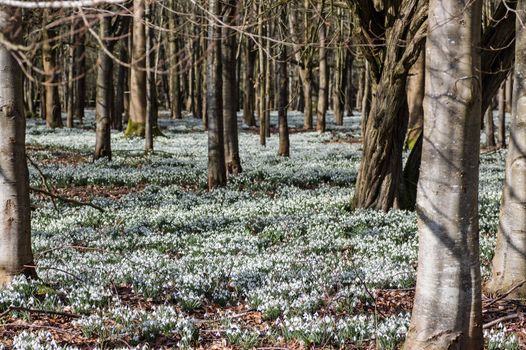 Wild snowdrops flowering in February. Welford Park near Newbury, Berkshire.