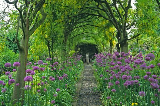 Walkway of Laburnum arches underplanted with Alliums in a Country House Garden
