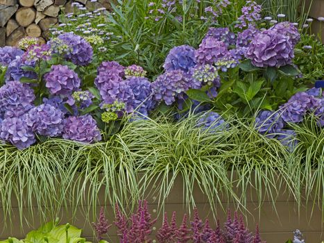 Close up of a colourful flower border with Hydrangeas and stipa grass