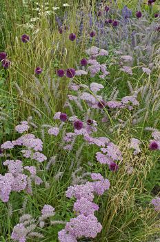 Detail of a flower border with Achillea, Allium and Grasses