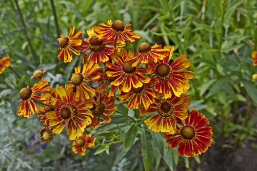 Close up of a colourful flowering Helenium in a flower border