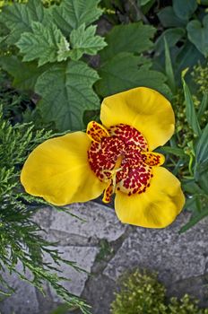 The exotic flowering Tigridia pavonia aurea in close up