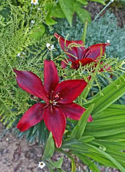 Close up of a flowering Dayliily in a garden border