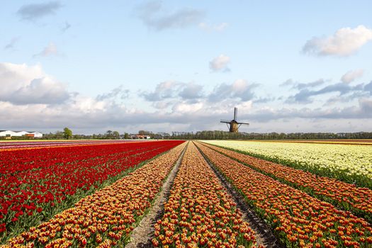 Multicolor red and yellow tulips flowers blooming in curve shape against Dutch windmills during spring the sunrise