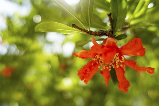 close up pomegranate tree and flowers with green leaves in nature