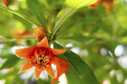 close up pomegranate tree and flowers with green leaves in nature